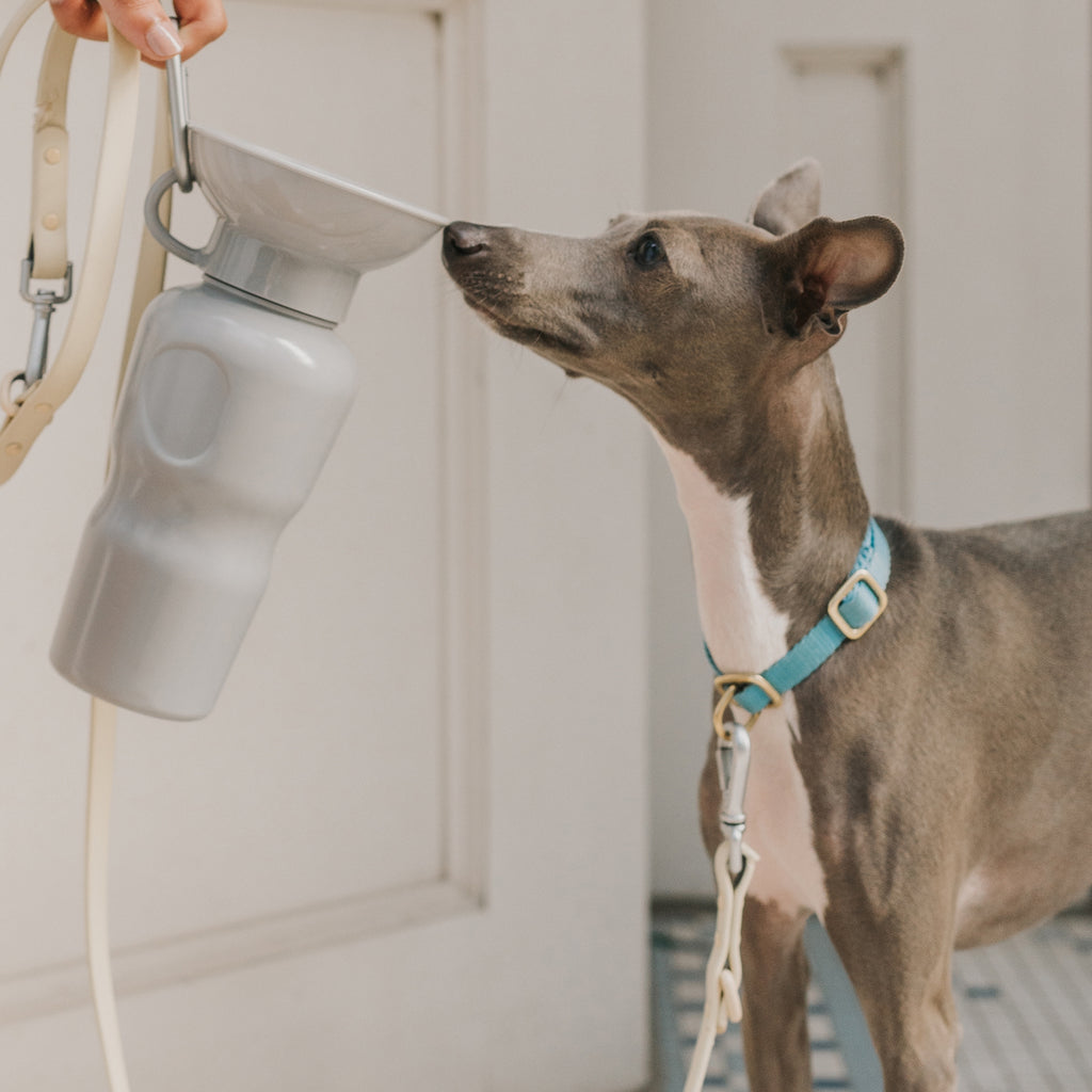 Classic Dog Travel Water Bottle - Lake Effect