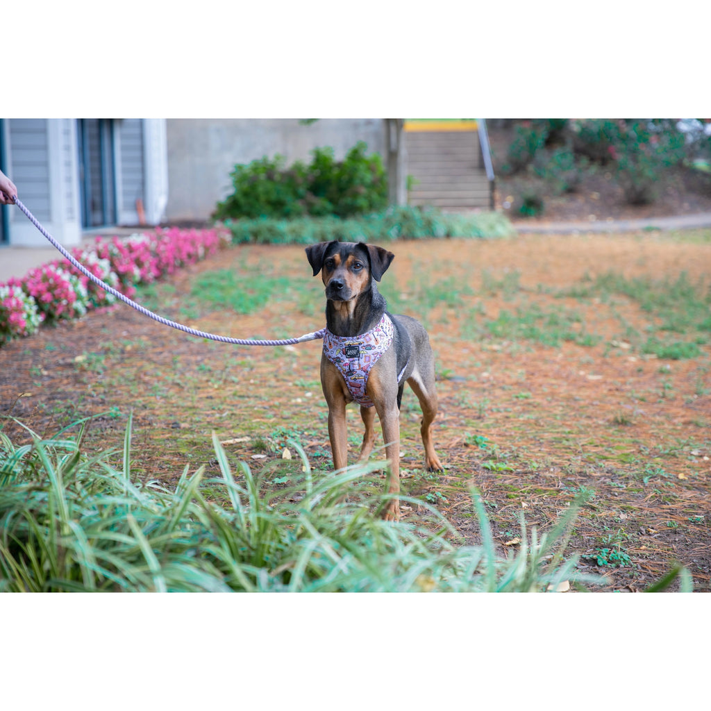 Sassy Woof Dog Rope Leash- Lavender - Lake Effect