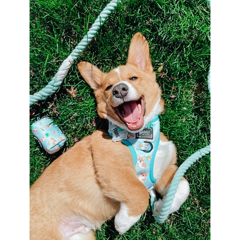 Sassy Woof Dog Rope Leash- Mint to Be - Lake Effect
