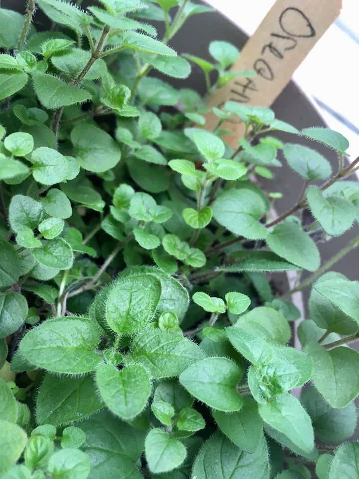 Herb Grow Garden - Lake Effect