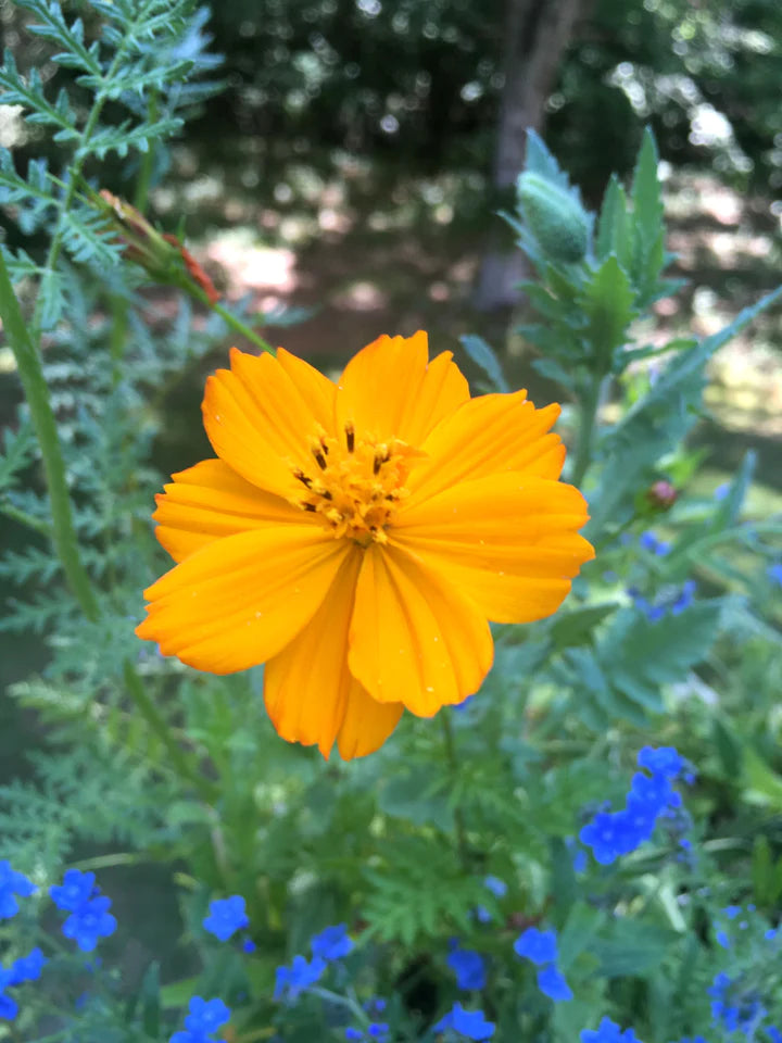 Honey Bee Habitat Grow Garden - Lake Effect