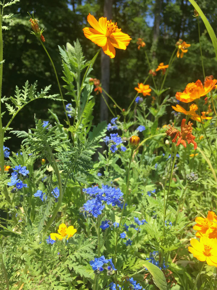 Honey Bee Habitat Grow Garden - Lake Effect