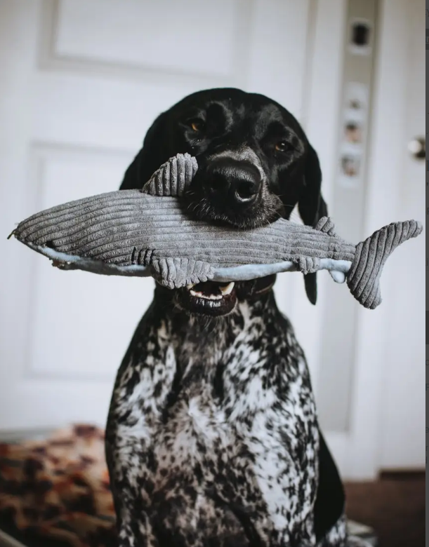 Plush Crunch Shark Dog Toy by Tall Tails - Lake Effect