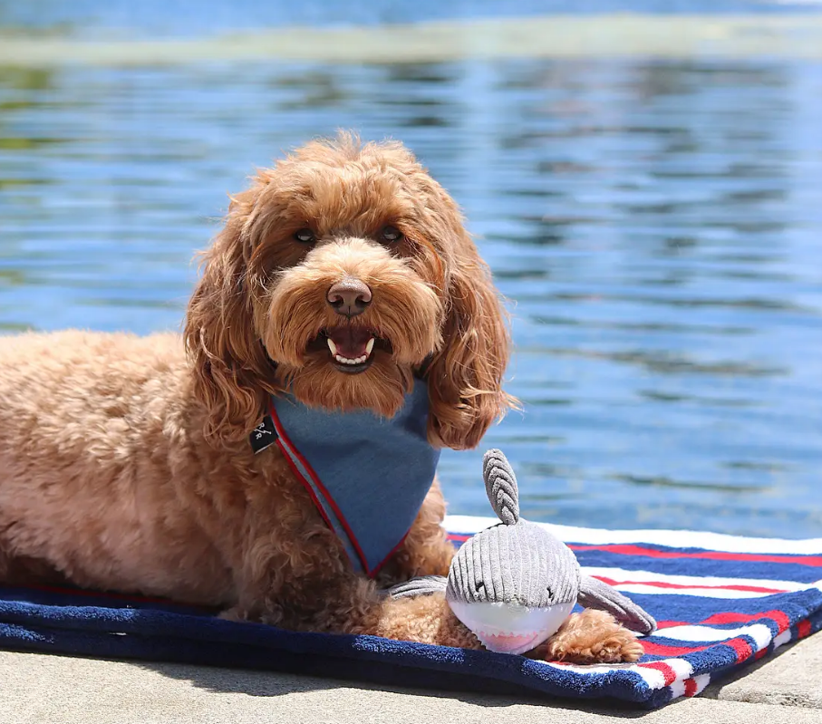 Plush Crunch Shark Dog Toy by Tall Tails - Lake Effect