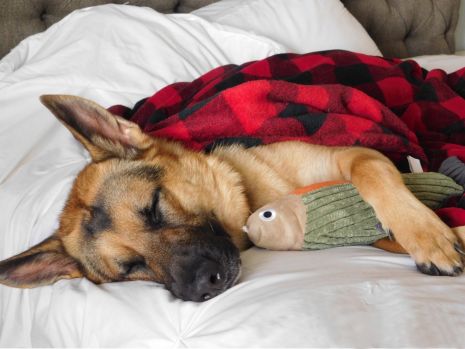 Plush Fish Dog Toy by Tall Tails - Lake Effect