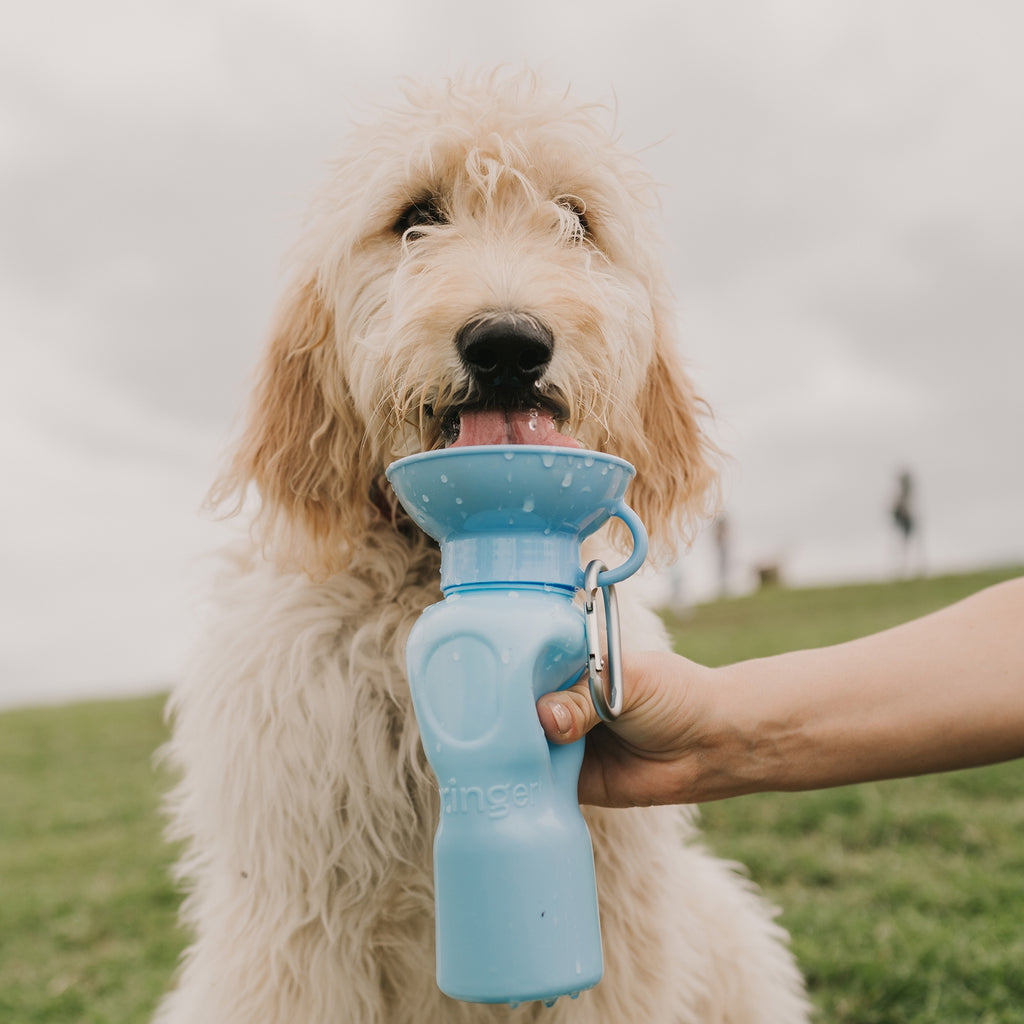 Classic Dog Travel Water Bottle - Lake Effect
