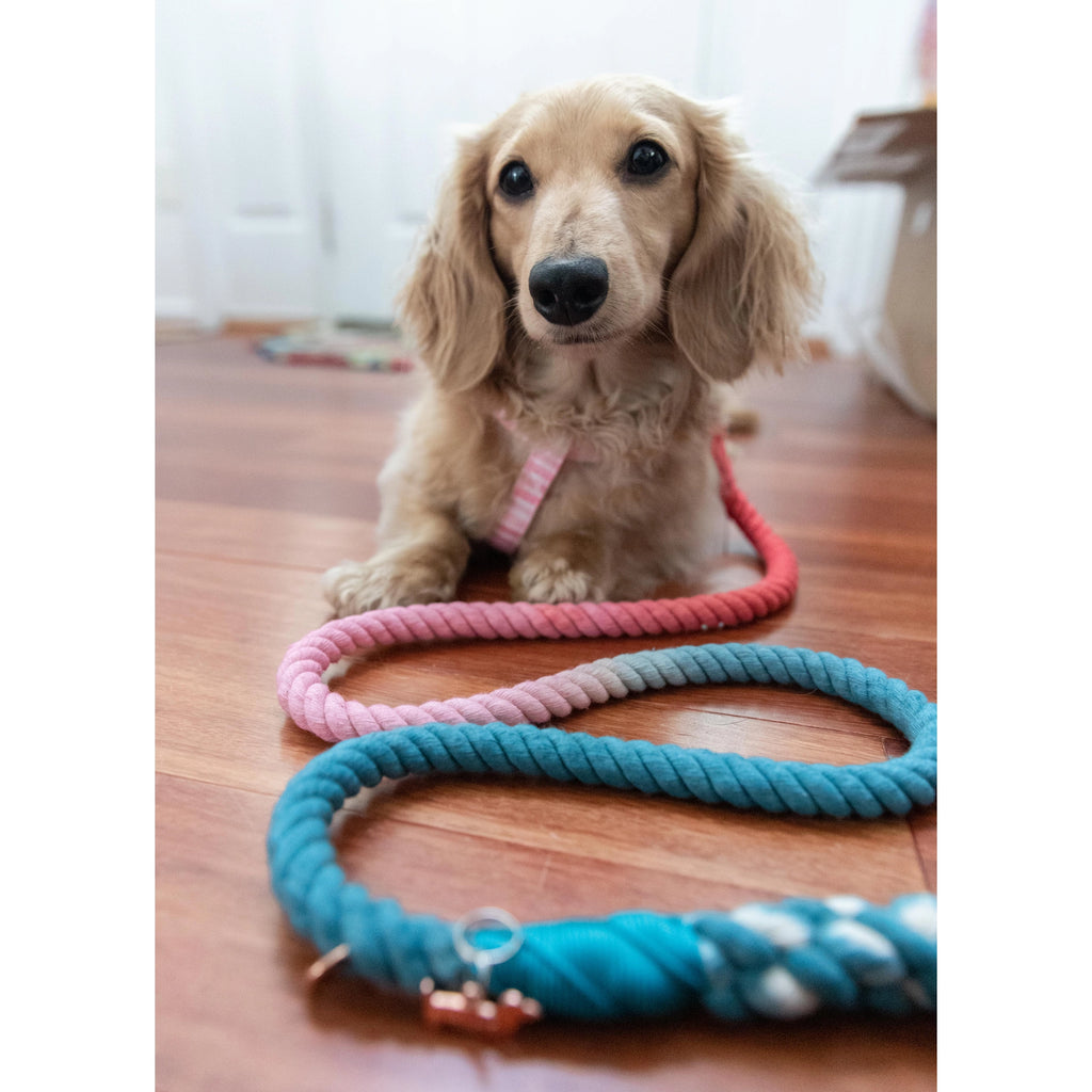 Sassy Woof Dog Rope Leash- Jack & Jill - Lake Effect